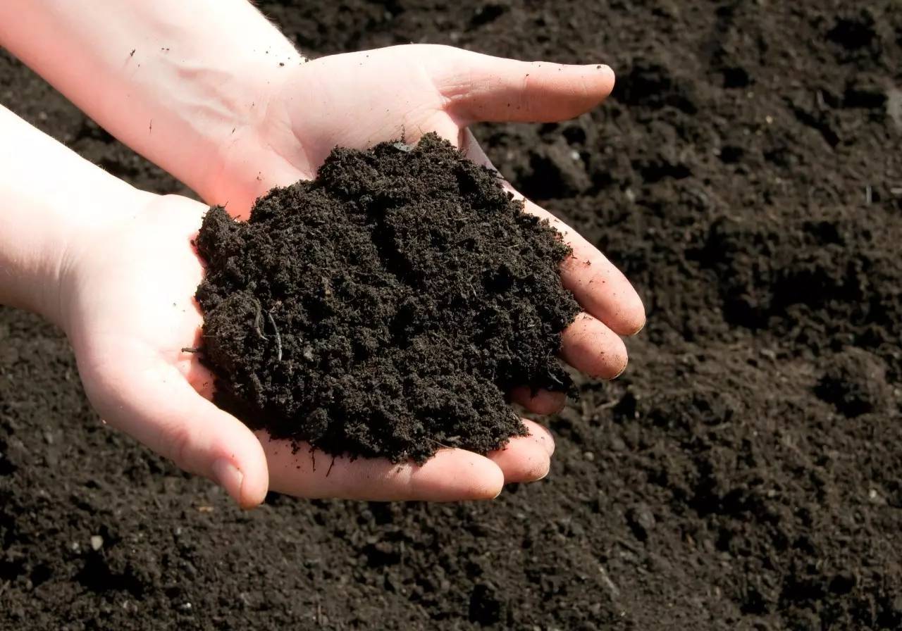 How Is Pig Manure Fermented into Organic Fertilizer? My Blog